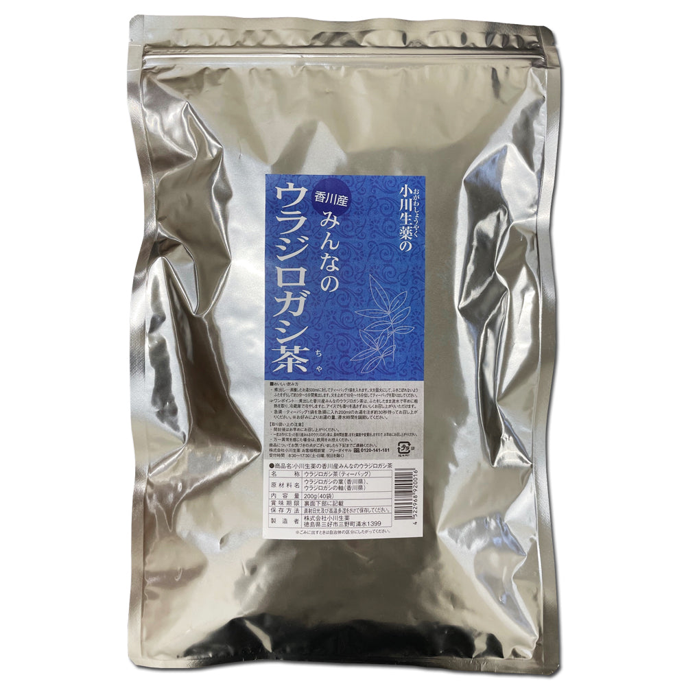 香川産みんなのウラジロガシ茶 5個セット+1個無料サービス