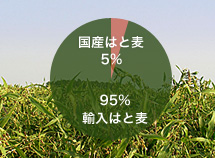 国産はと麦5％　輸入はと麦95％