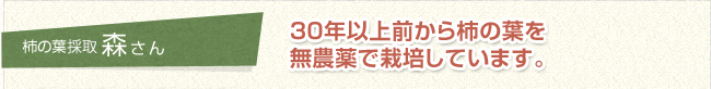 柿の葉採取　森さん 30年以上前から柿の葉を無農薬で栽培しています。